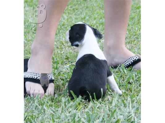 Boston Terrier κουτάβια (LUCY) για υιοθεσία